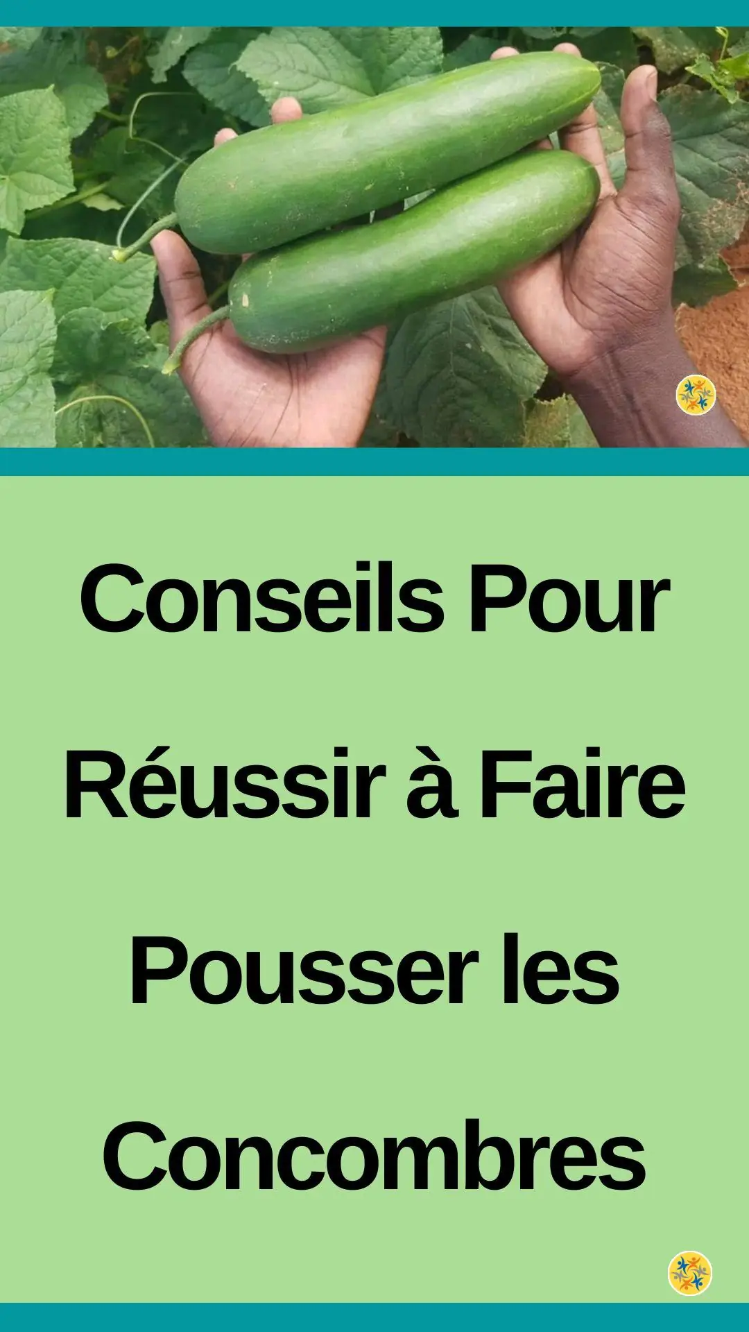 Erreurs à éviter pour bien cultiver les concombres 