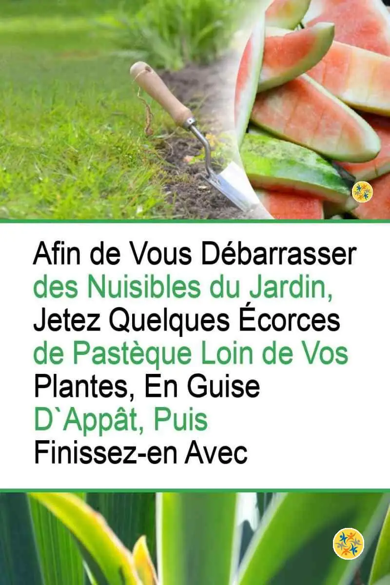 L'Entretien Naturel le plus Adapté à votre Jardin à partir de 4 Astuces 8 La peau de pastèque au pouvoir naturel anti-nuisibles