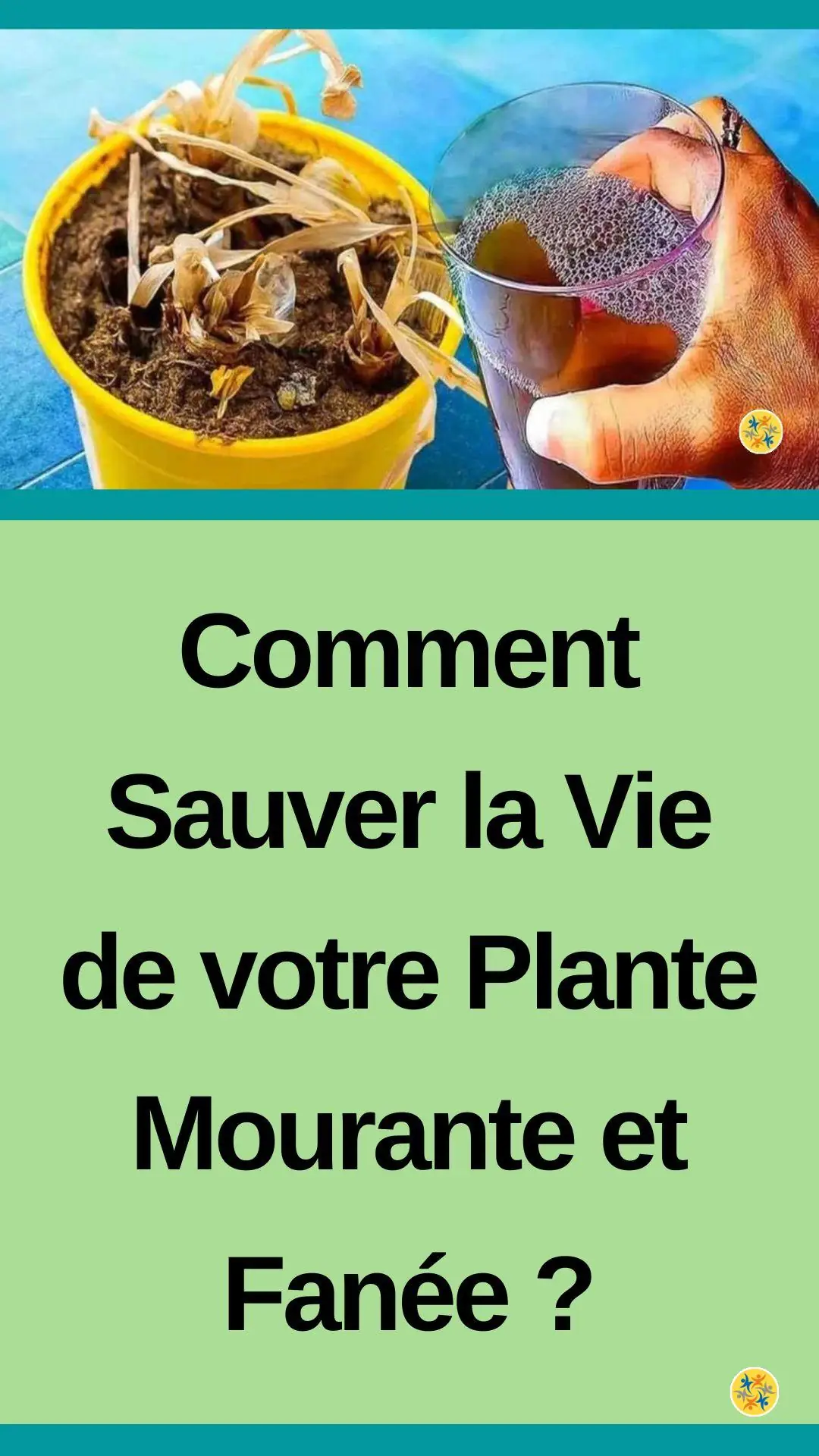 Règles à suivre pour raviver vos végétaux 