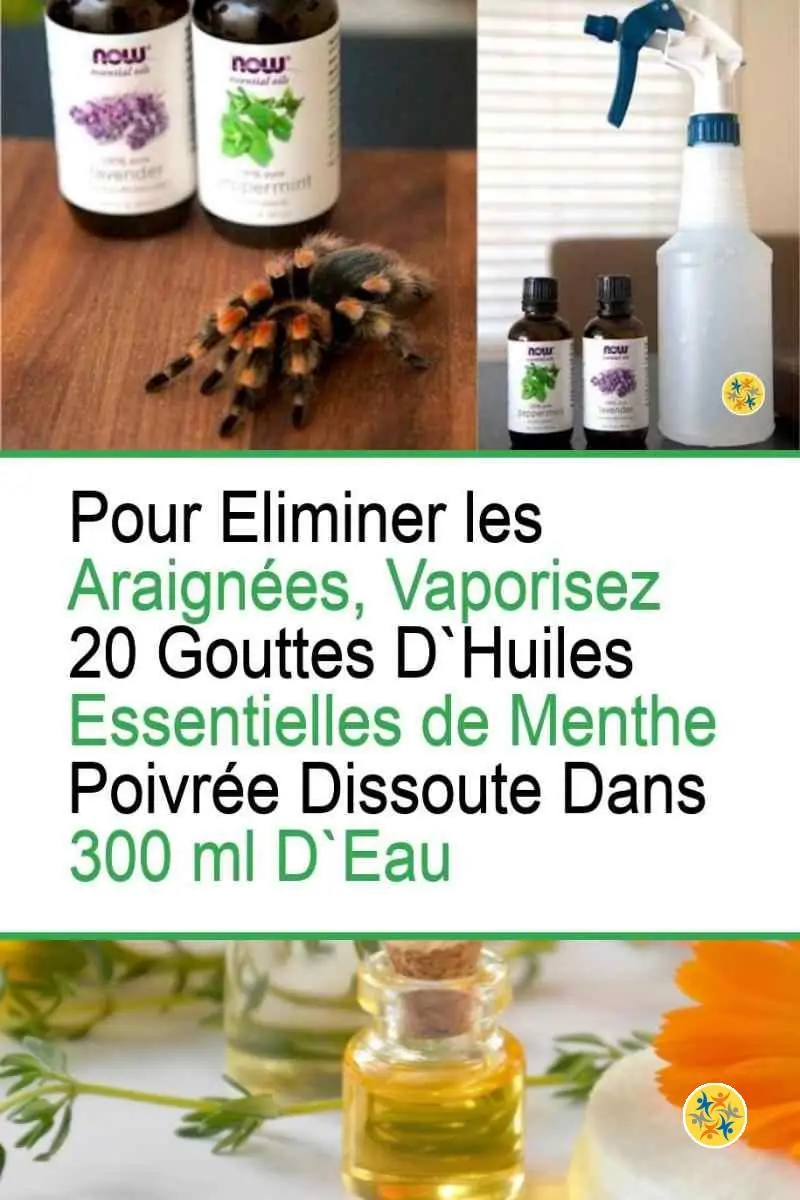 Eloigner les Araignées de la Maison Définitivement Avec 3 Solutions Infaillibles 6 Eliminer les Araignées avec la menthe poivrée
