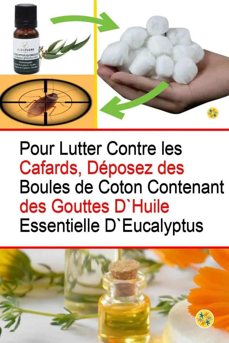 Luttez Contre les Cafards à la Maison Avec 7 Solutions Pratiques 4 Eliminer les cafards avec l’huile essentielle d’eucalyptus