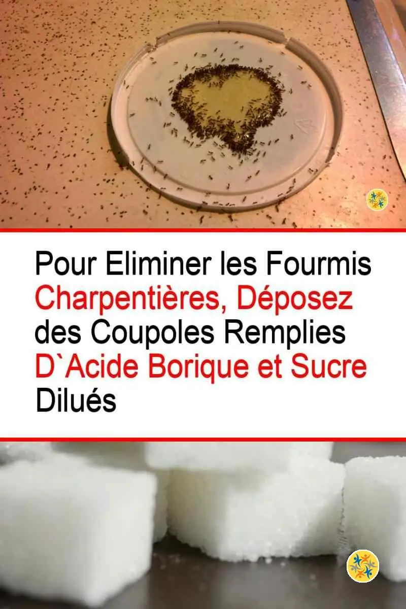 Éliminer les Fourmis Charpentières en Recourant à 8 Solutions Rapides 9 Eliminer les fourmis charpentières avec l'acide borique