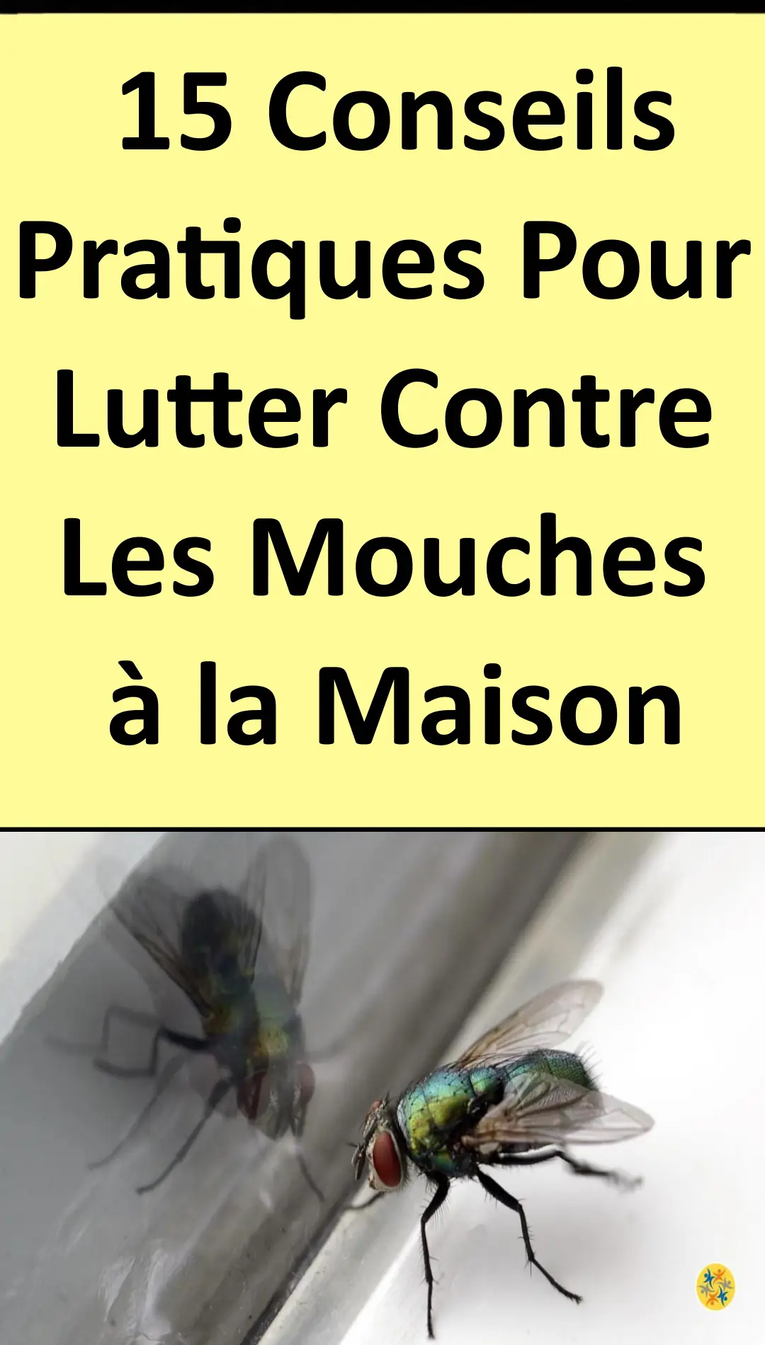 Invasion De Mouche Dans La Maison Que Faire Ventana Blog