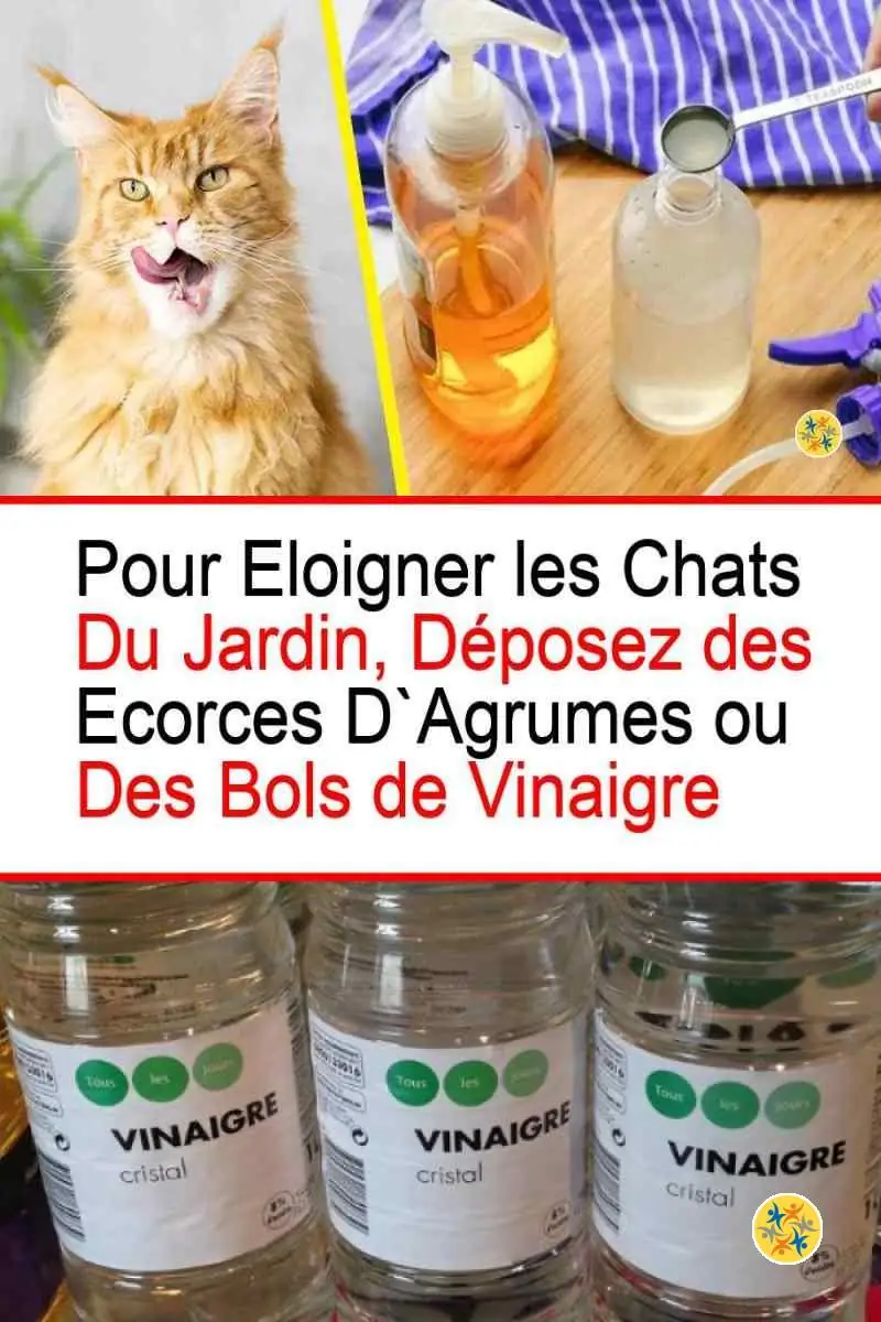 6 Solutions du Jardin Qui Vous Font Gagner du Temps et d’Argent 16 Eloigner les chats du jardin avec le vinaigre et les écorces d'agrumes