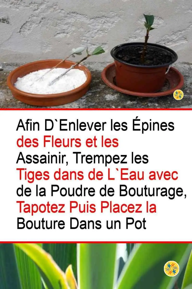 Débarrassez vos Roses de leurs Épines en vous Munissant de 3 Objets 4 Entretien des roses et bouturage sain