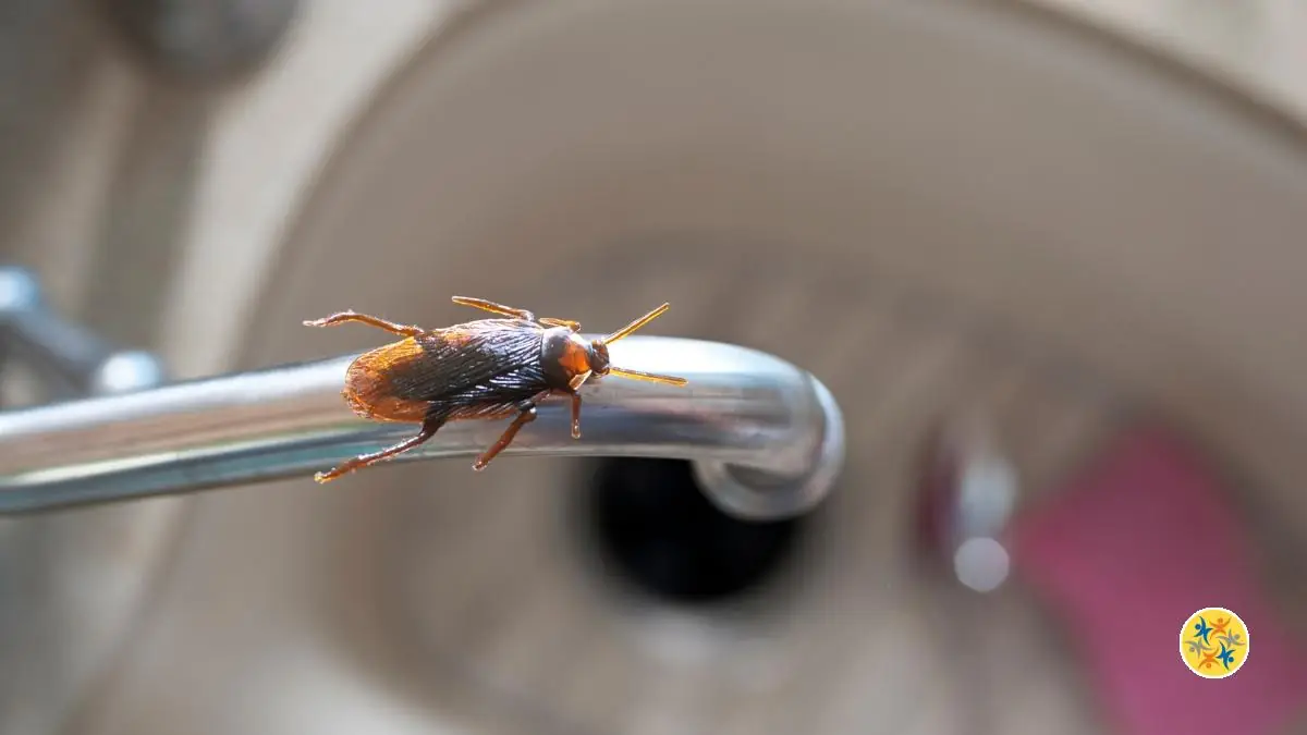 8 Astuces Naturelles pour Éradiquer les Blattes de votre Maison
