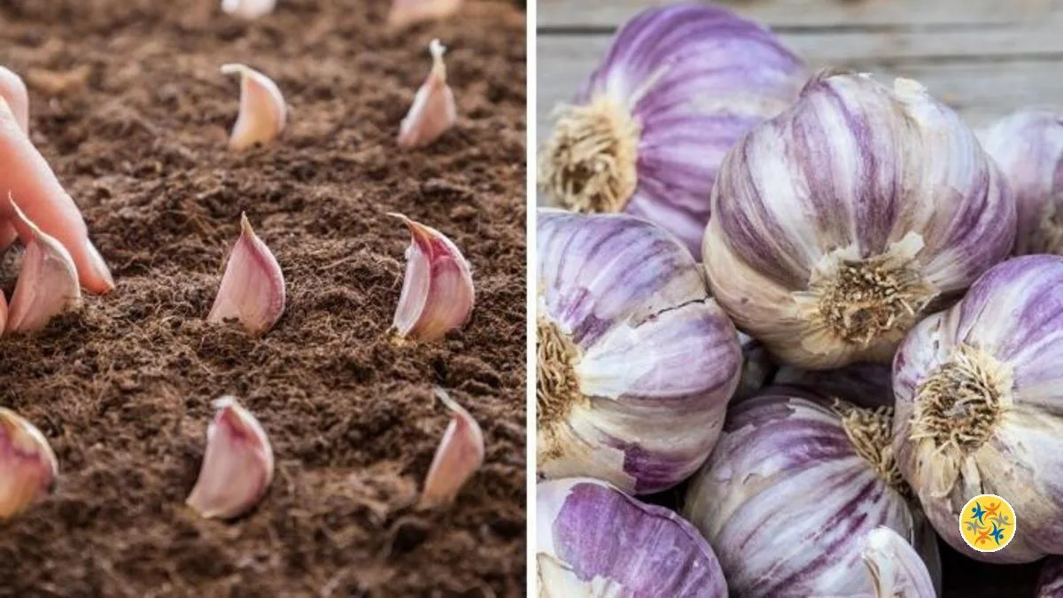 Comment Faire Pousser l’Ail de Façon Infinie à la Maison
