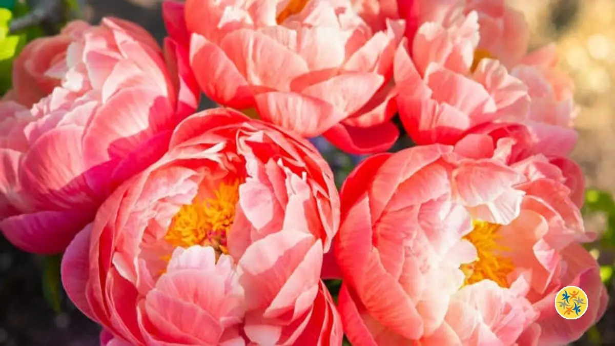 3 Secrets Cachés de la Pivoine cette Fleur Royale et Honorable