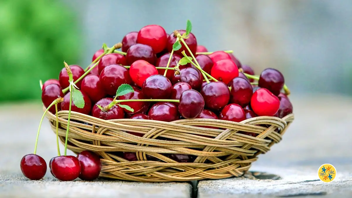 Comment bien laver et conserver les cerises pour préserver leur fraîcheur ?