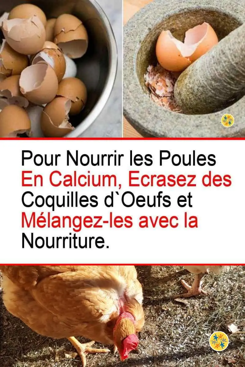 Astuce pour nourrir les poules