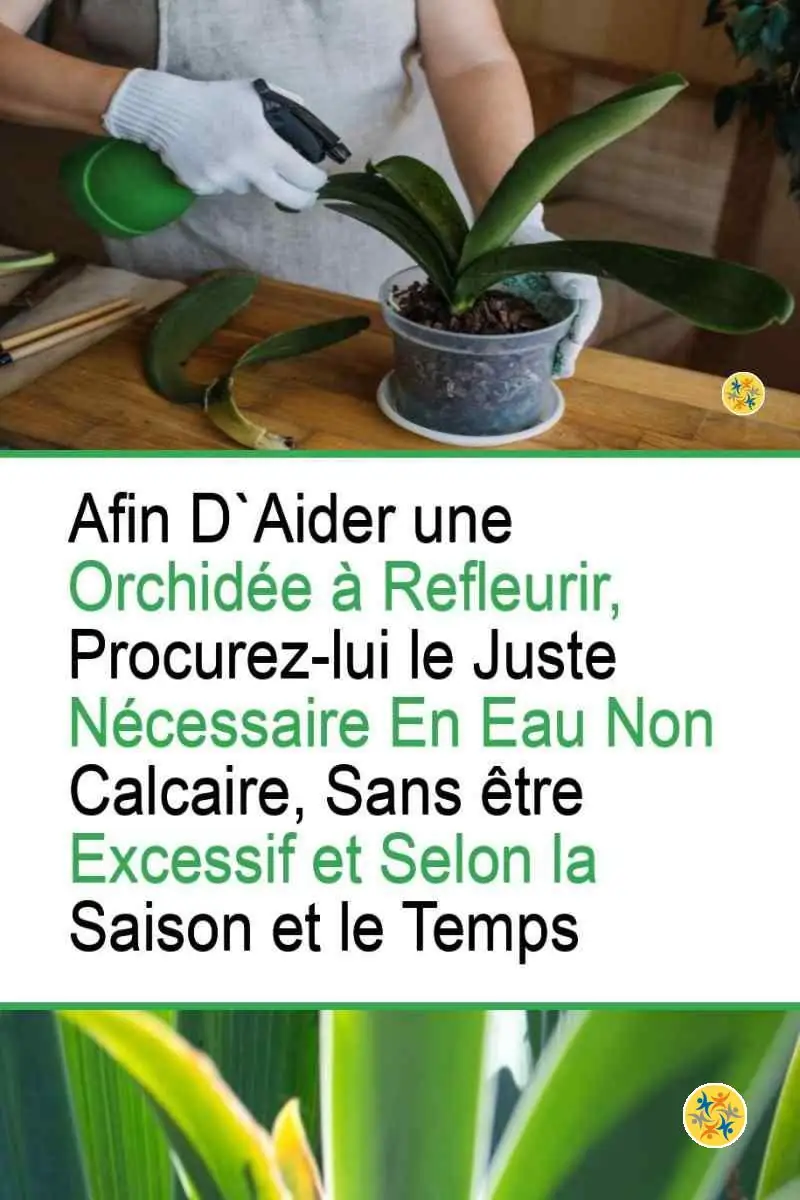 Comment Renouveler la Floraison d'une Orchidée grâce à 3 Conseils? 4 Besoin d'une orchidée en eau pour une belle floraison