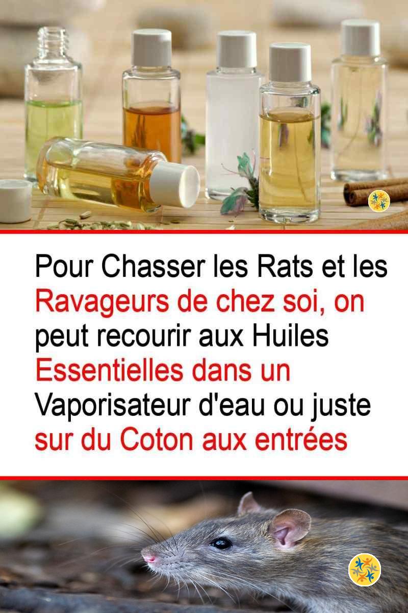 Le pouvoir répulsif des parfums naturels face aux souris