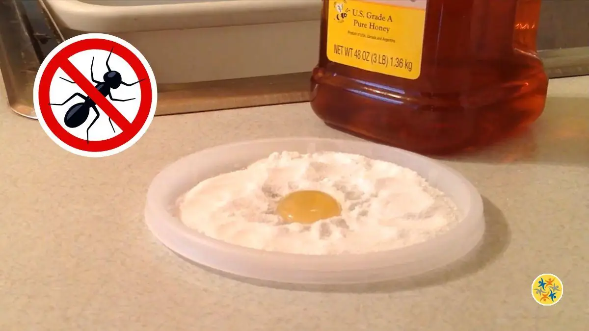 Luttez Contre l’Invasion des Fourmis Avec ce Piège Naturel et Efficace