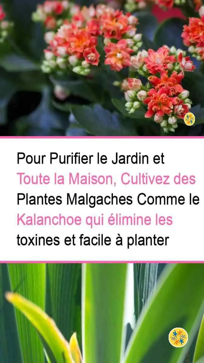 Faites de ces 5 Plantes un Allié pour Purifier votre Maison 9 Intérêt des plantes de Madagascar dans la purification d'air