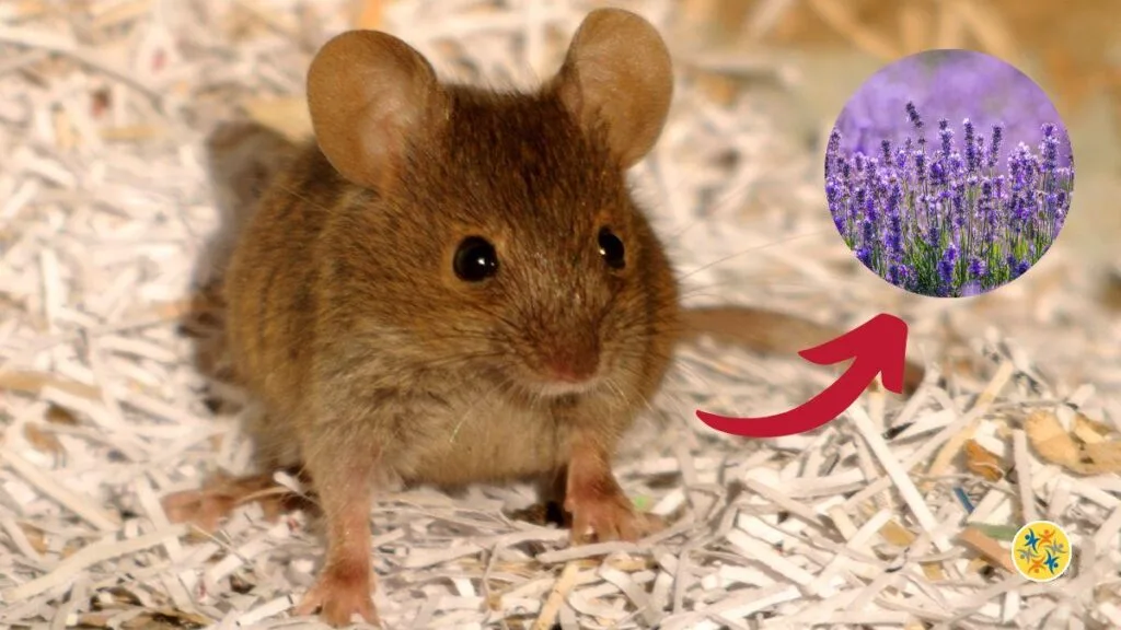 Éliminez les souris en utilisant ces deux plantes répulsives