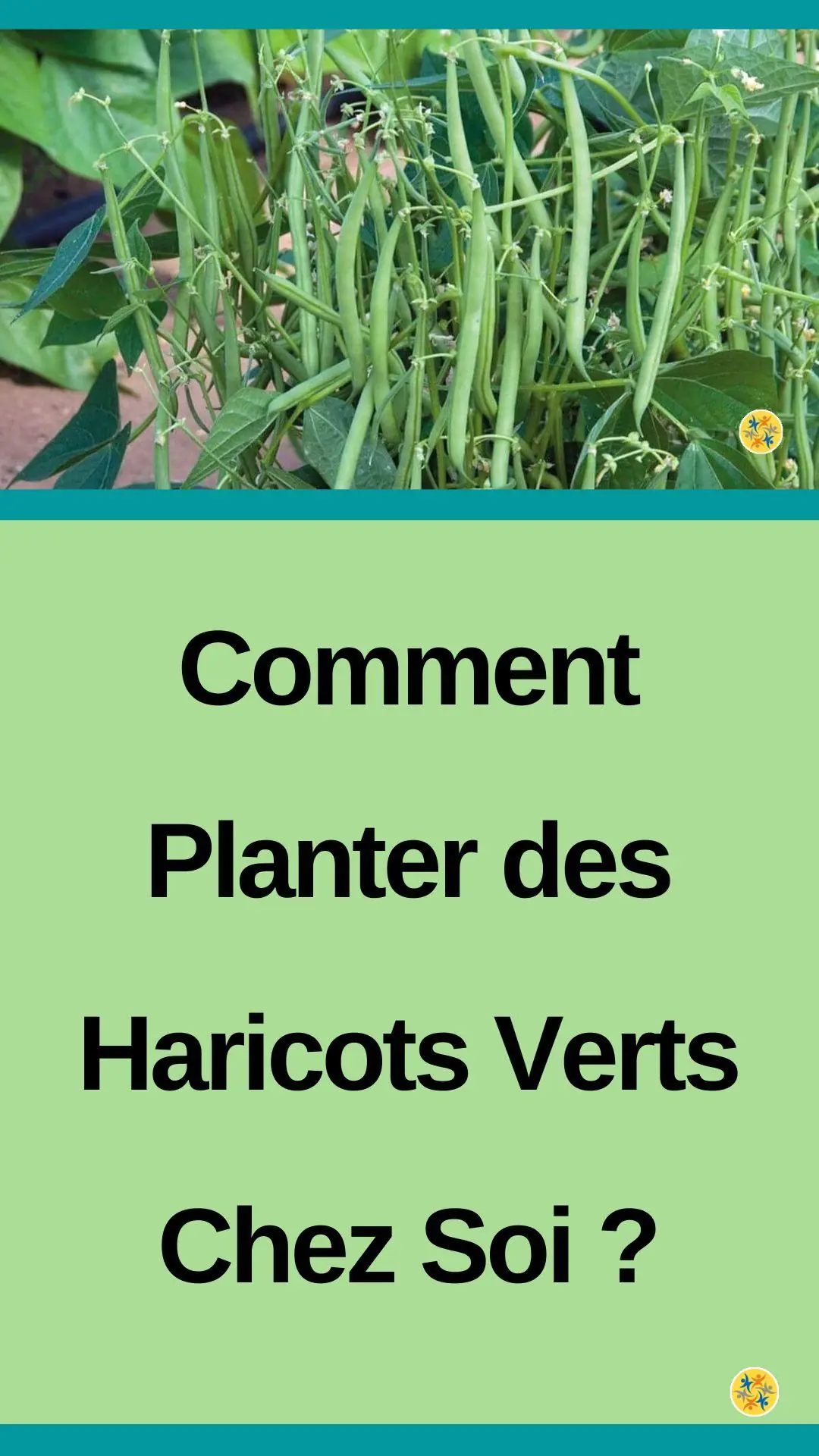 Tous les secrets de culture des haricots 