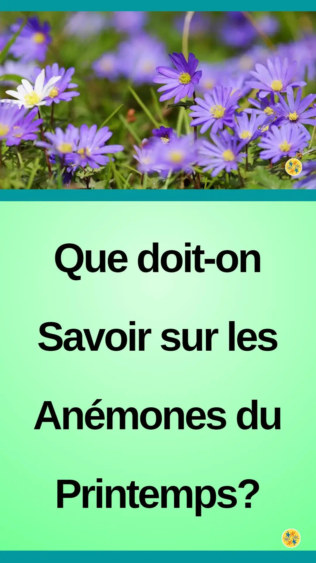 Culture et entretien de belles fleurs printanières 