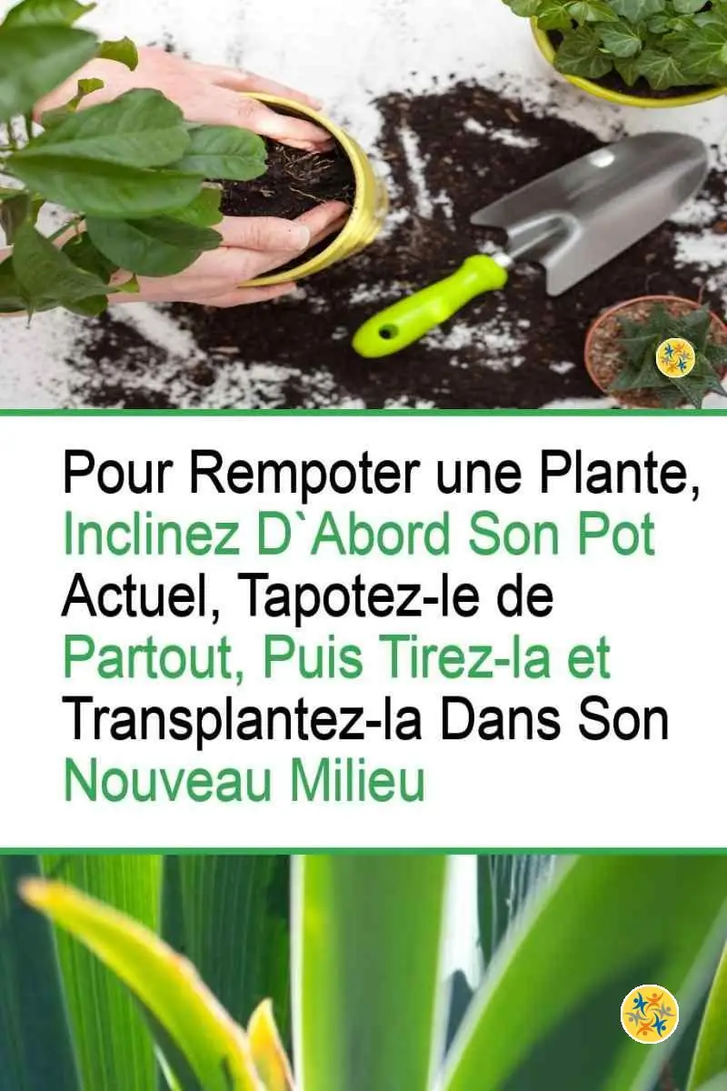 Pour un Rempotage Réussi Respectez ces 4 Instructions Rapides 8 Pas à suivre pour réaliser le rempotage de votre plante