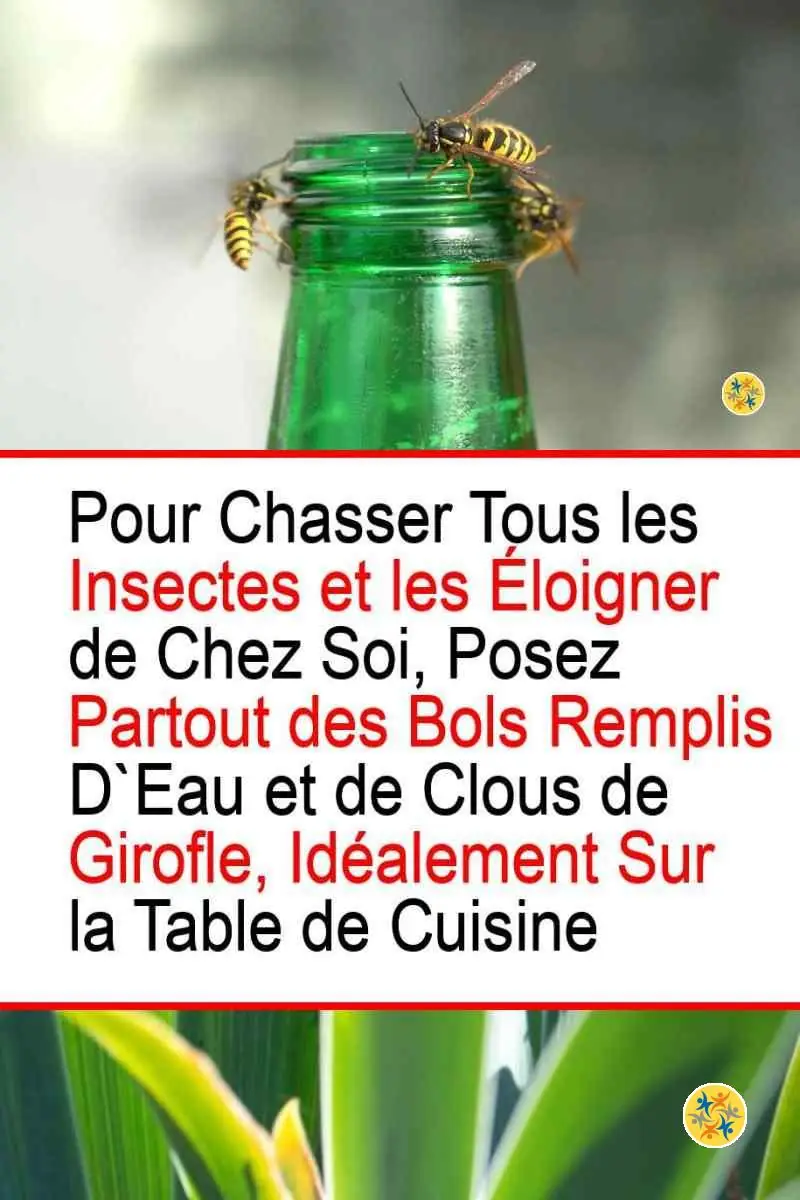 Repoussez les Guêpes de 3 Manières Différentes et Écologiques 4 Usage des clous de girofle comme répulsif de guêpes