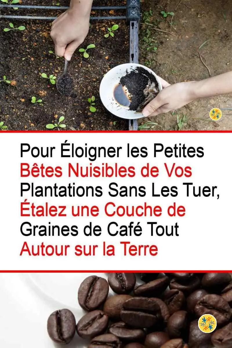 Comment se Servir du Marc de Café pour le Jardin de 2 Manières Différentes? 4 Pouvoir répulsif et insecticide du marc de café