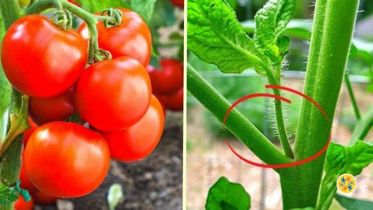 Un Truc Jardinier Simple pour des Tomates Plus Saines