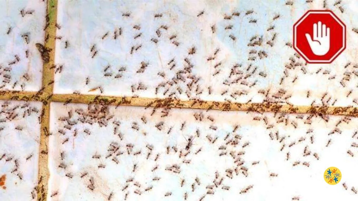 Comment Se Débarrasser Des Fourmis Dans La Cuisine