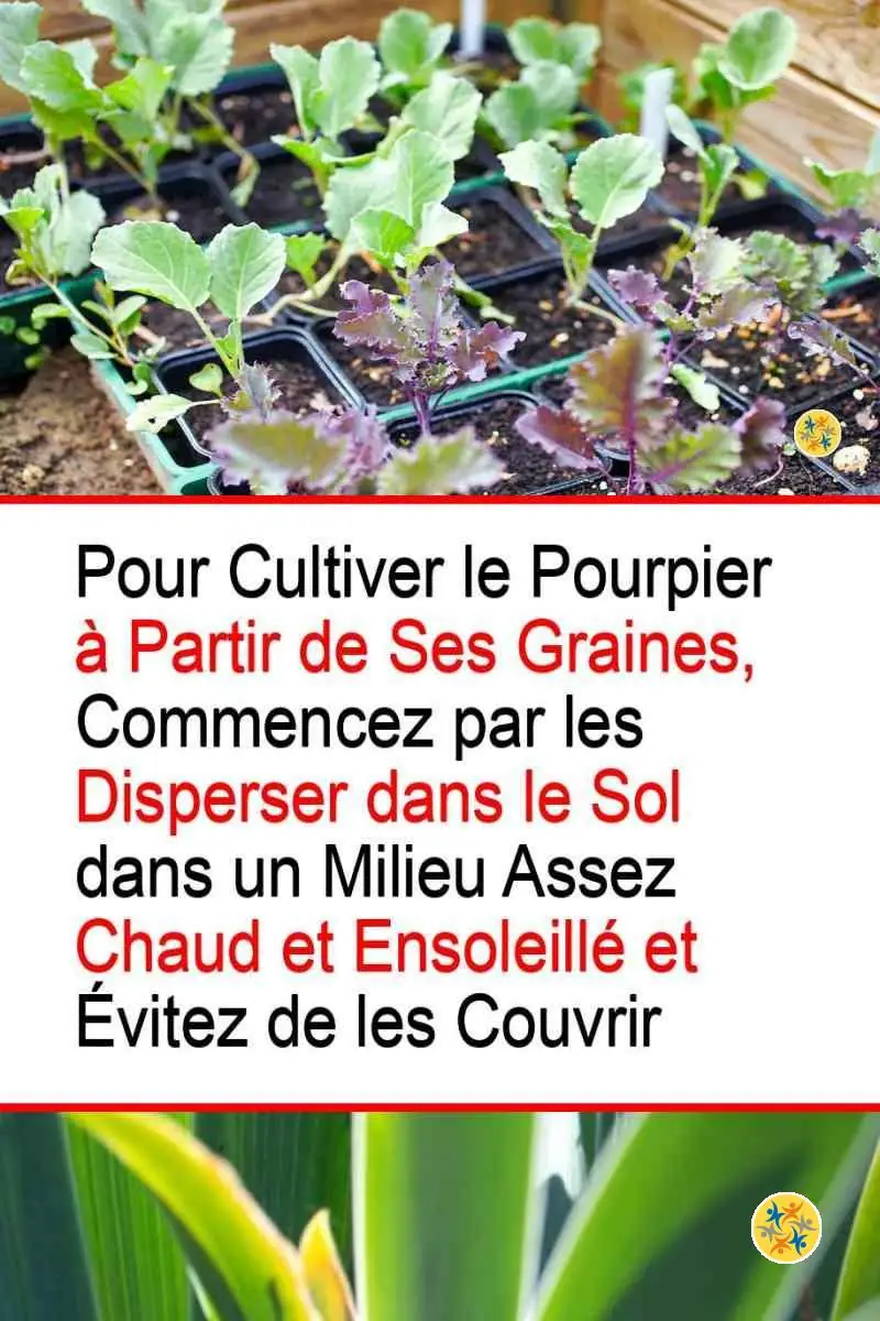 Cultivez le Pourpier en recourant à 2 Méthodes Différentes mais Pratiques 6 Gestes à appliquer pour semer des graines de Portulaca