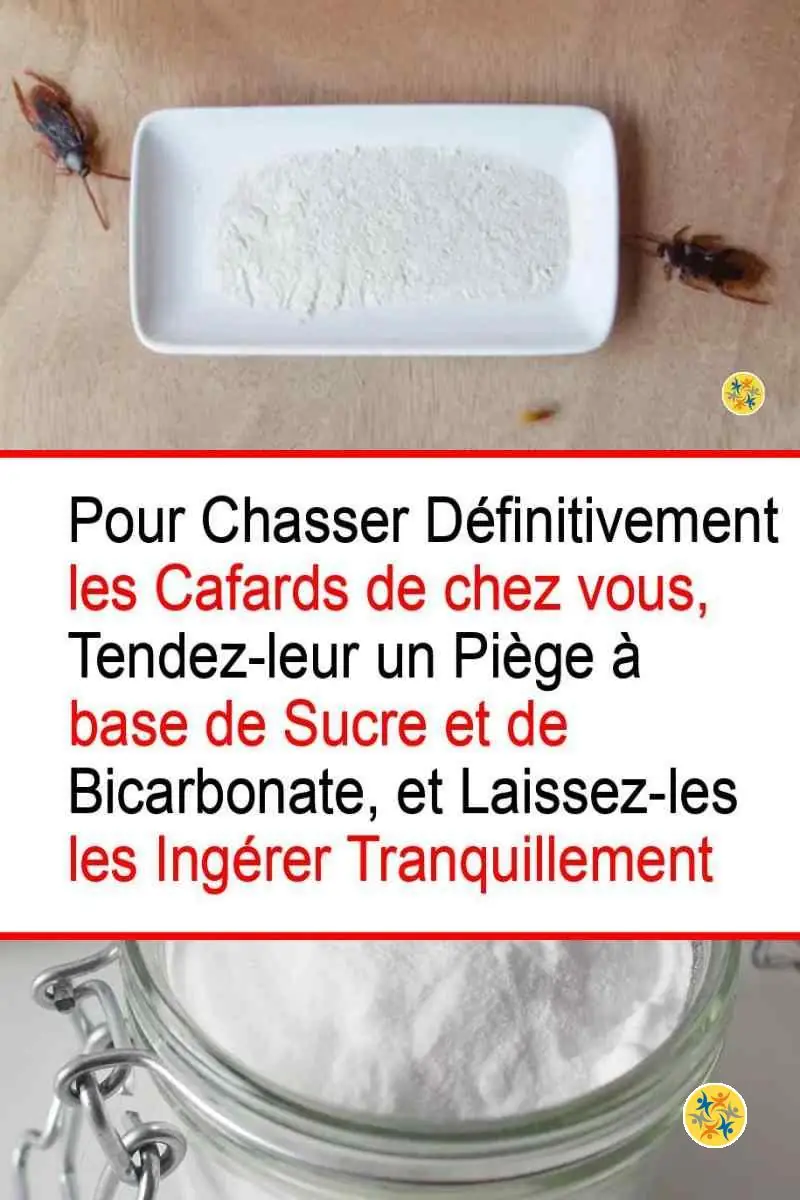 Mettez Fin à la Présence d'Insectes Chez vous avec 2 Trucs Simples 32 La chasse aux insectes à partir de produits naturels