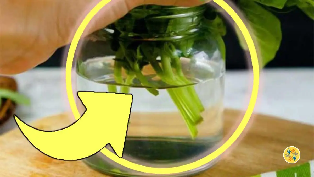 Conservation de Basilic 4 Options à Tester les Yeux Fermés