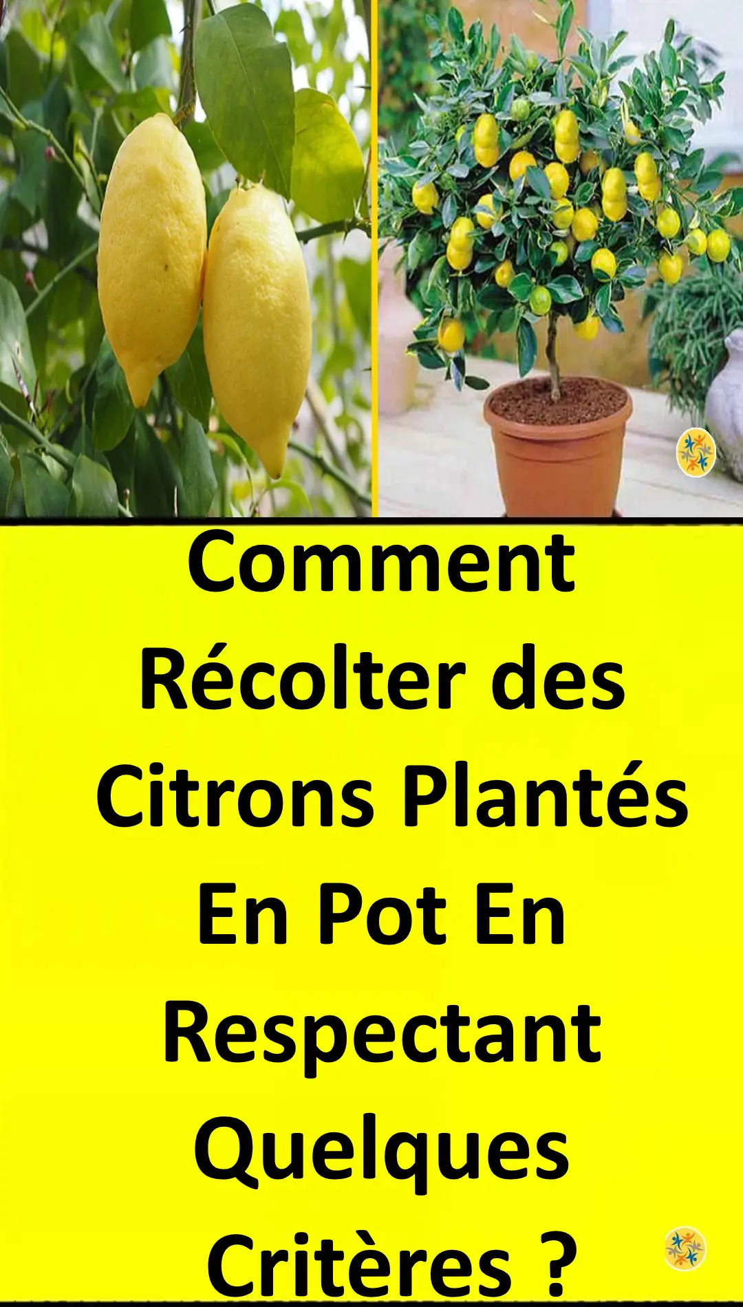 Les règles de culture d'un citronnier en pot