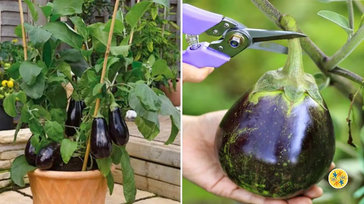 L’Aubergine : Tout ce qui Peut vous Intéresser pour sa Culture