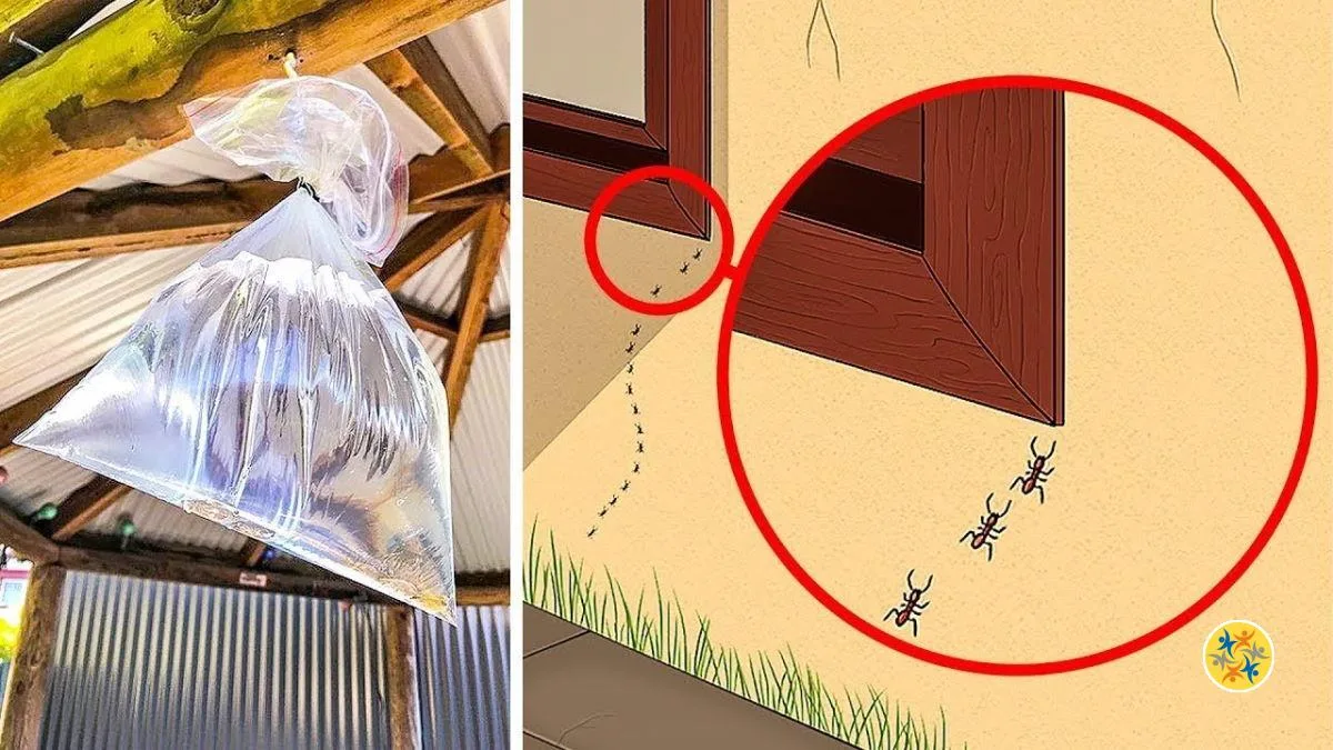 Les Insectes dans la Maison : 5 Astuces Naturelles pour s’en Débarrasser
