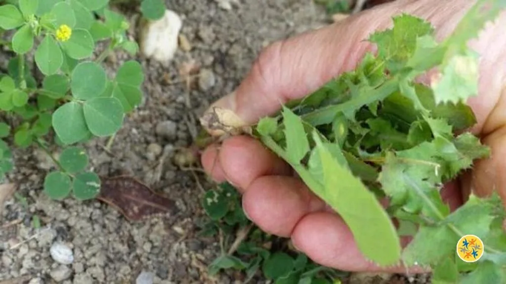 Trois méthodes naturelles pour éliminer les mauvaises herbes sur les allées de jardin