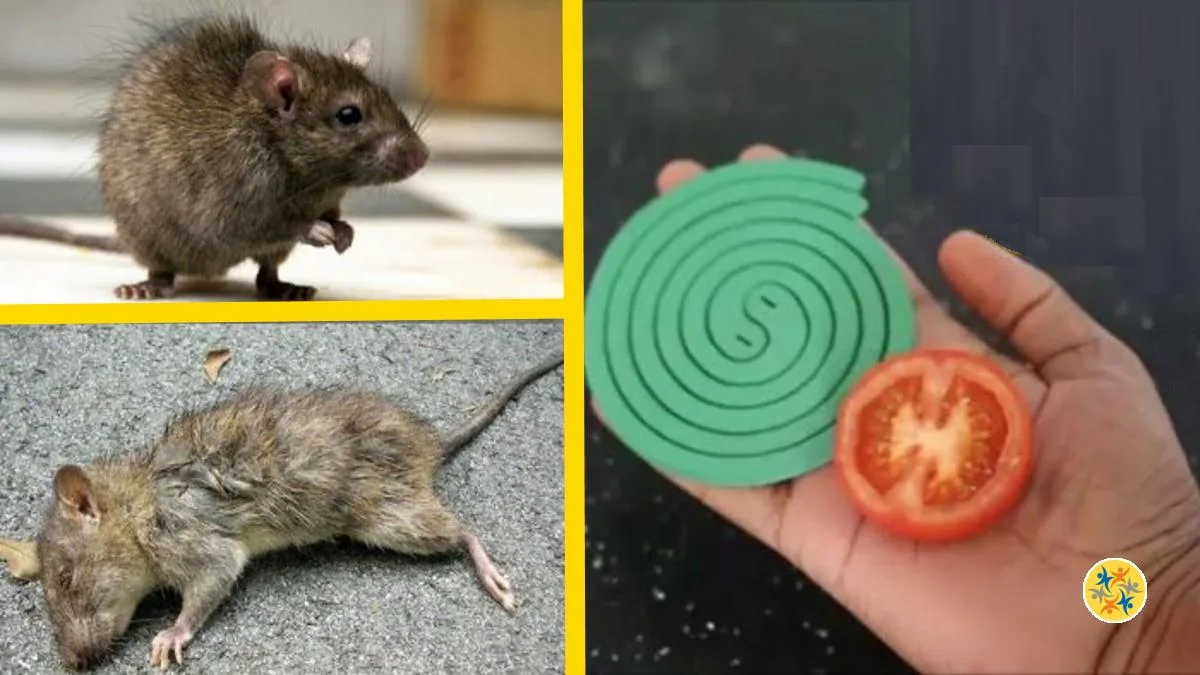 Comment Dissuader les Souris et les Faire Fuir : 6 Astuces Efficaces