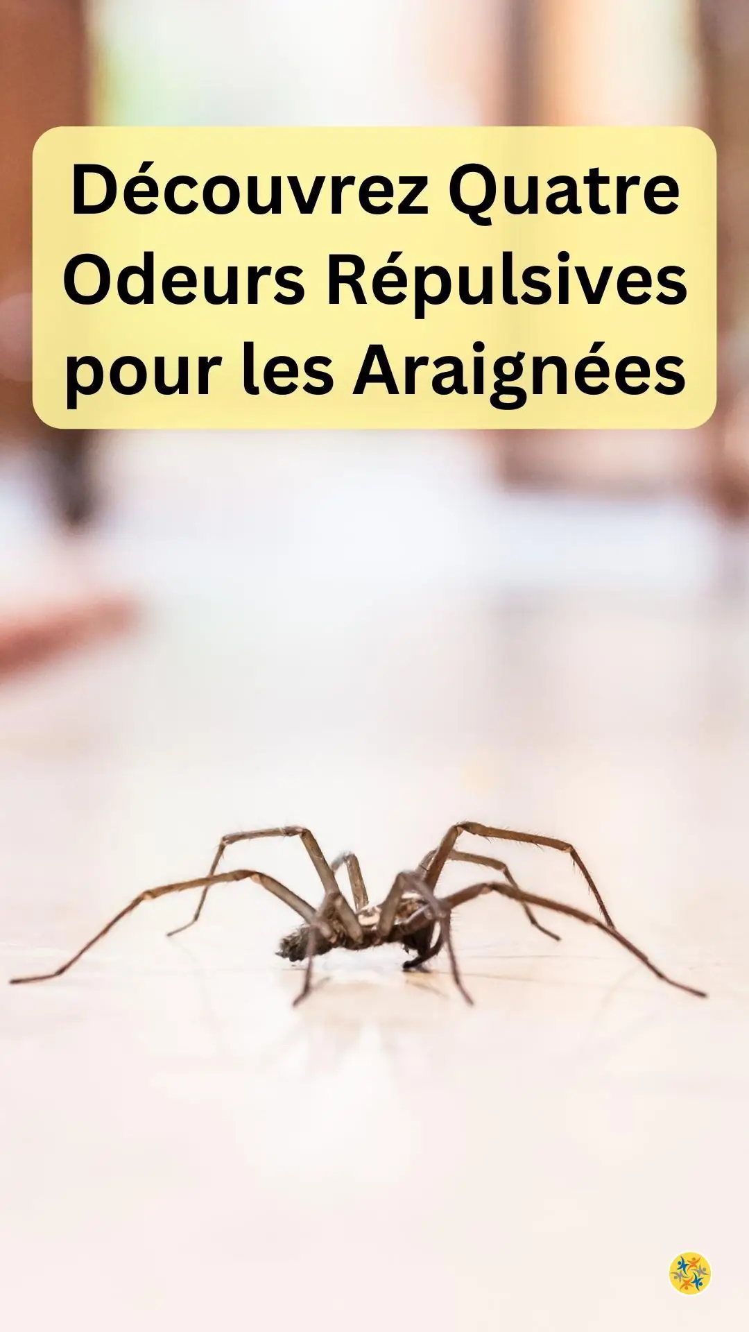Odeurs répulsives des araignées 