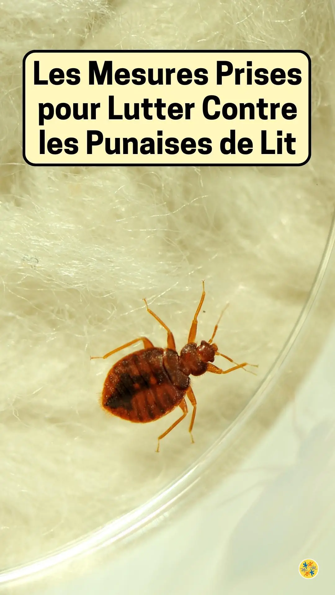 Prendre ses précautions contre les parasites du lit 