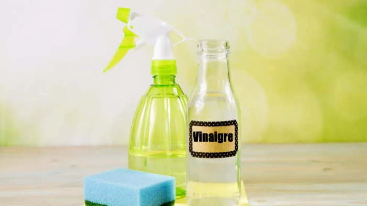 Fourmis: 6 Astuces Naturelles pour S'en Débarrasser