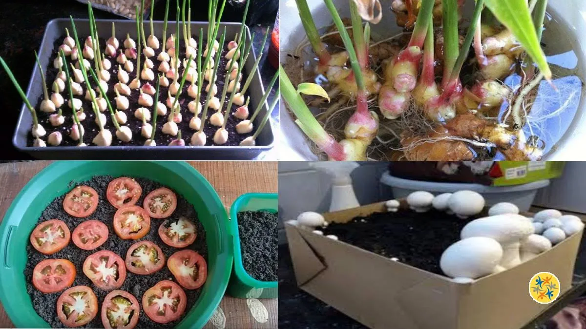 Les Légumes : 4 Astuces pour les Faire Pousser à la Maison