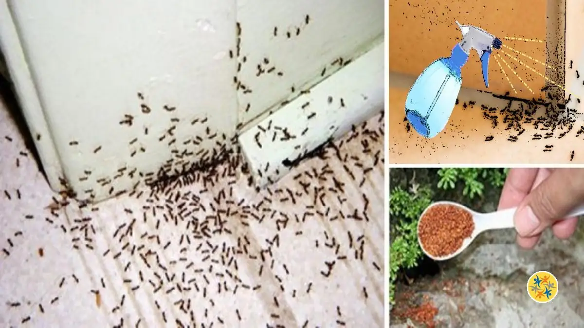 Comment Faire Fuir Les Fourmis Dans La Maison