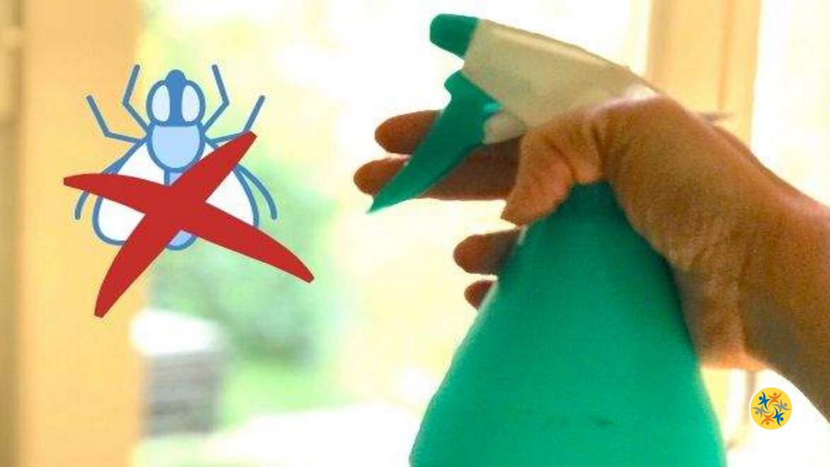 Faire Fuir les Mouches de la Maison avec 9 Méthodes Astucieuses