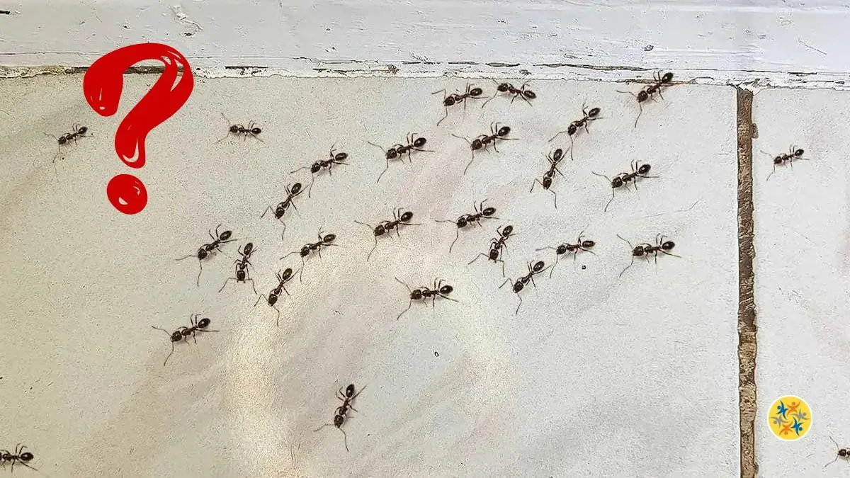 Luttez Contre les Fourmis à la Maison et au Jardin Avec 5 Astuces