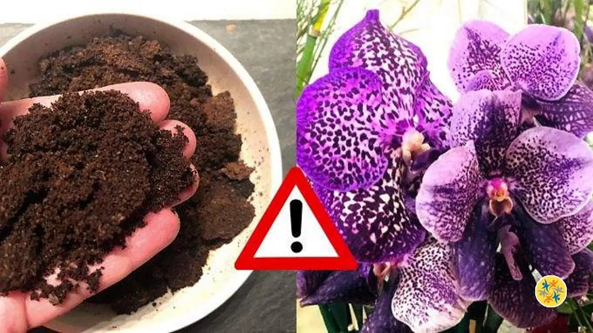 Si Vous Ajoutez du Marc de Café aux Orchidées, que se Passera-t-il