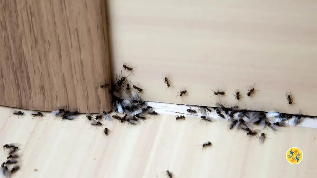 Faire Fuir les Fourmis avec 7 Méthodes Naturelles