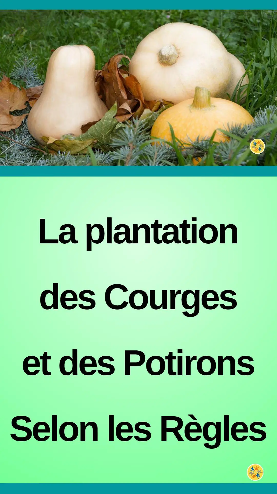 Conseils pratiques pour réussir la culture des courges 