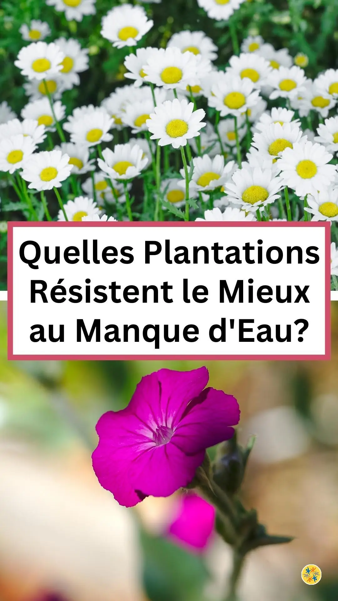 Cultiver des espèces aimant les climats secs 