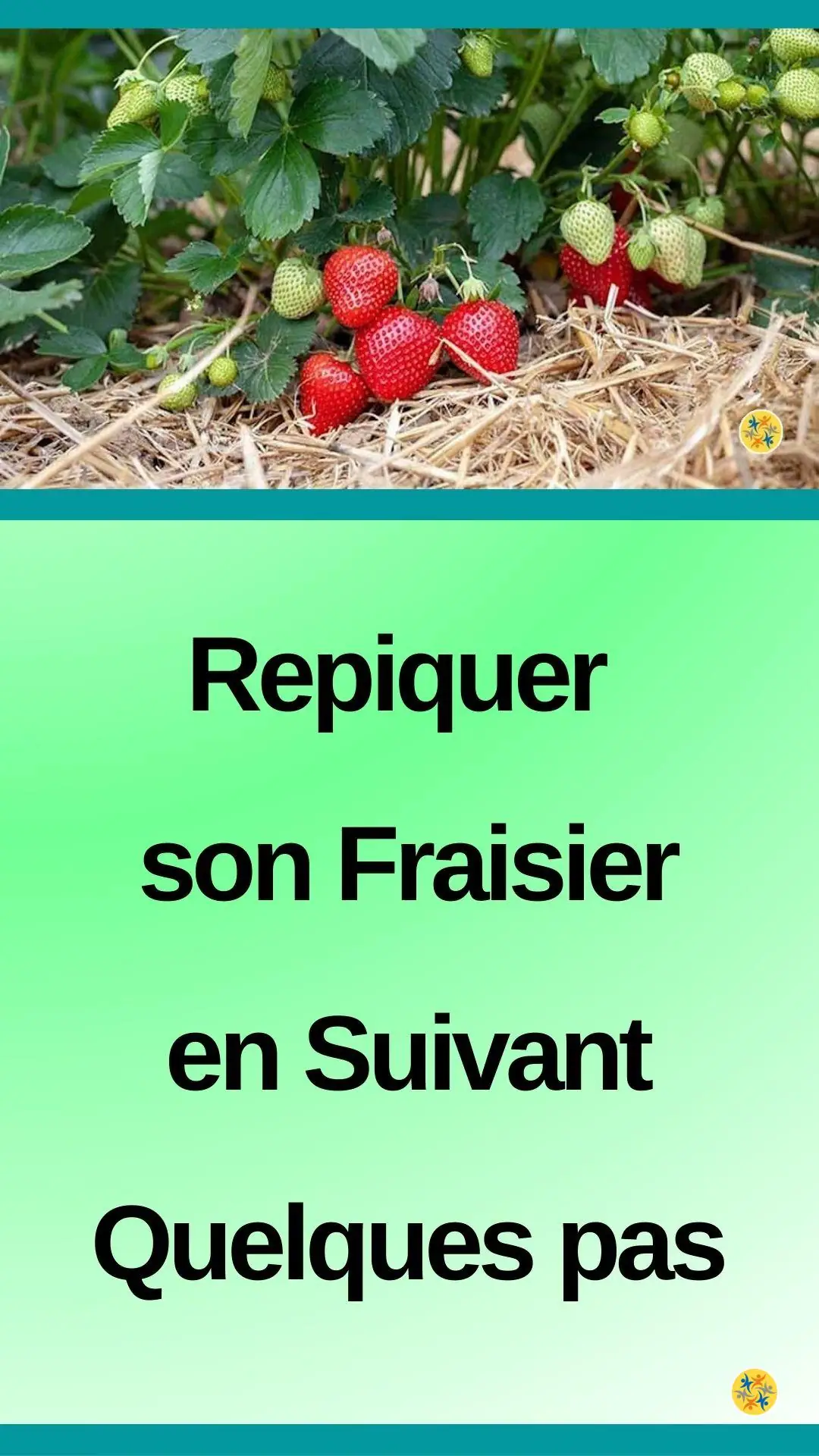 La technique de multiplication et de repiquage des fraises 