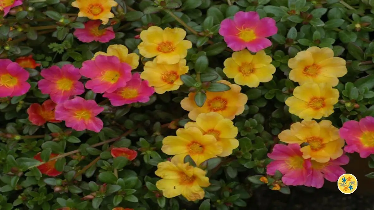 4 Variétés de Portulaca: Choisissez ce qui vous Va le Mieux