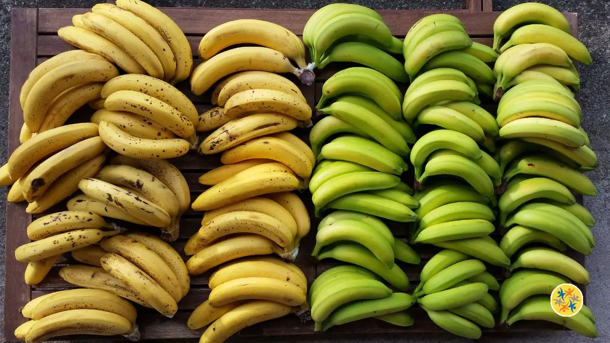 Banane verte vs banane mûre : Quelles différences nutritionnelles ?