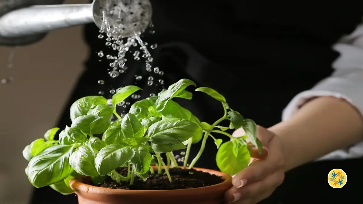Basilic du supermarché : comment le garder vivant tout l’été