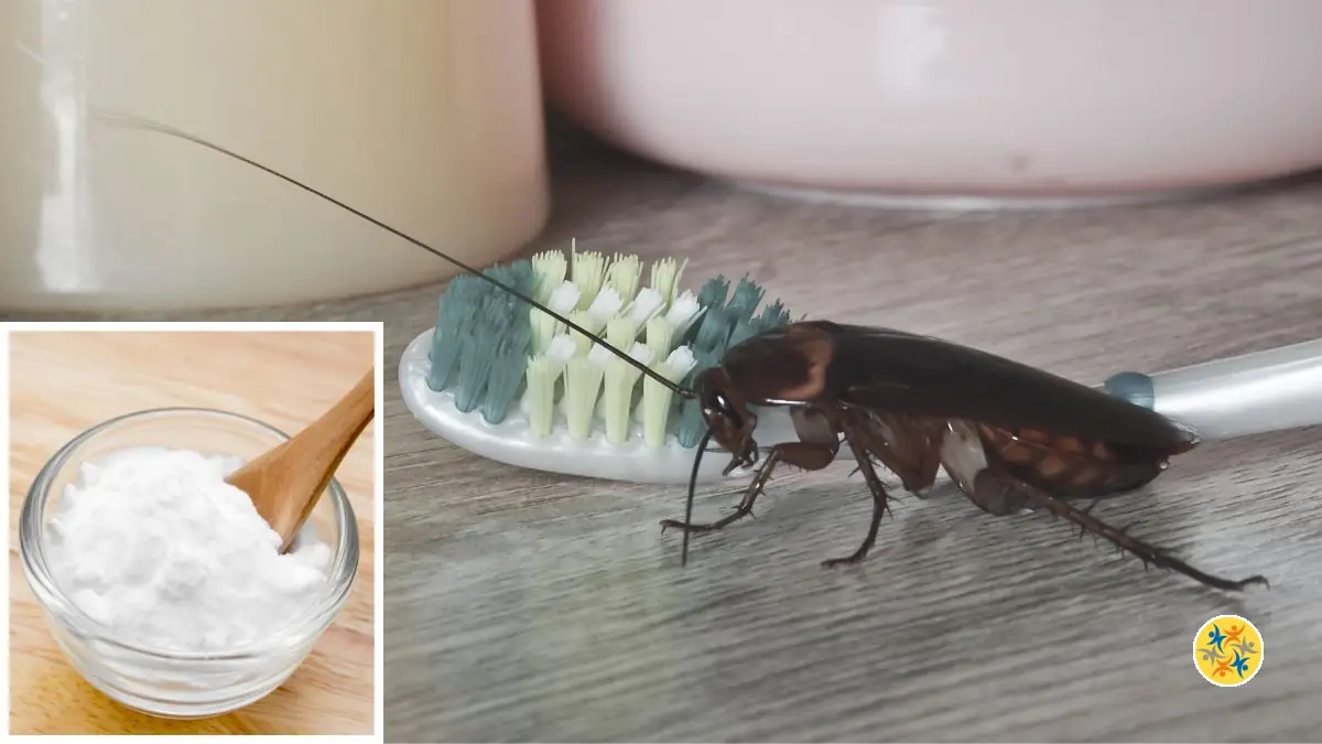 Protéger sa maison et son jardin naturellement grâce au bicarbonate de soude